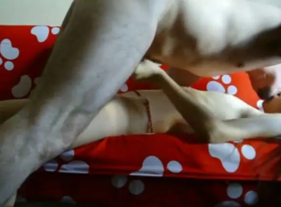 Zara Bugil Toket Montok Sange Brutal Lumer